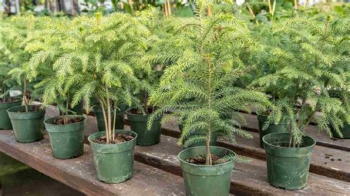 Do norfolk pines grow fast